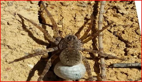 Discover The Fascinating World Of Pregnant House Spiders