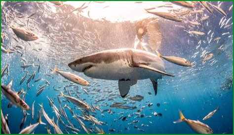 Unveiling The Enigmatic World Of Burak Deniz's Partner: A Journey Of Discovery